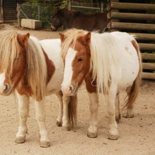 Shetland Pony's - Zoo Hof in der ErlebnisRegion Fichtelgebirge